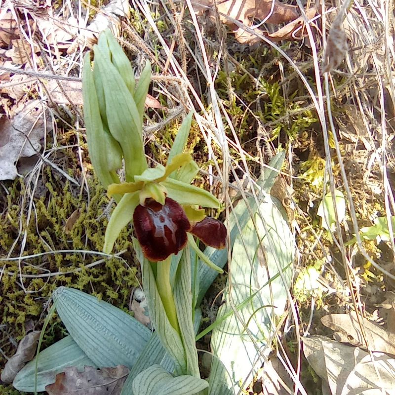 ophrys da identifcare